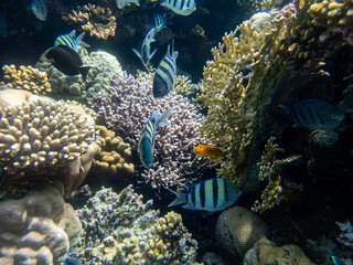 Flock of fish in the expanse of a coral reef in the Red Sea