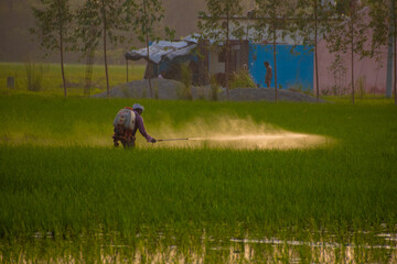 Agriculture harvesting Pesticides the rice field 