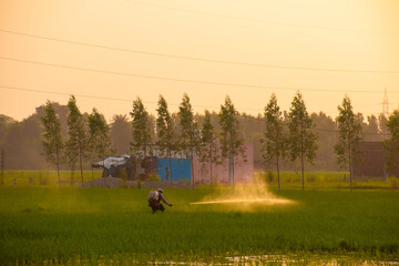 Obraz na płótnie Canvas Agriculture harvesting Pesticides the rice field 