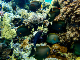 Obraz na płótnie Canvas Flock of fish in the expanse of a coral reef in the Red Sea