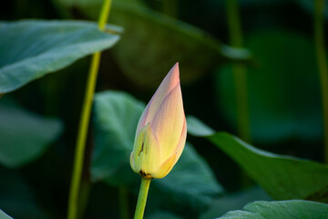 Lotus Leaf and Flowers in the lotus farm 