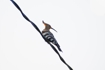 An Eurasian Hoopoe, Upupa epops, perched