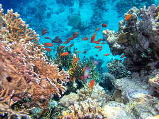 Flock of fish in the expanse of a coral reef in the Red Sea