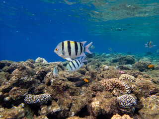 Flock of fish in the expanse of a coral reef in the Red Sea
