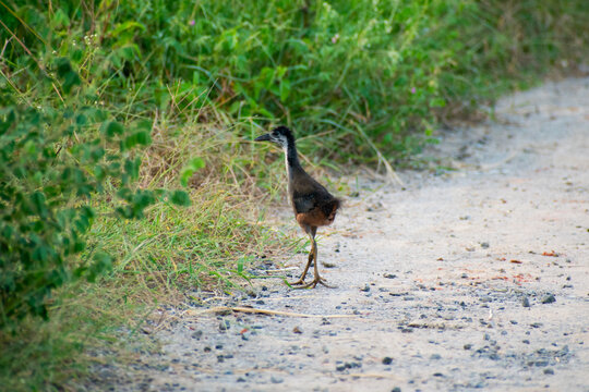 Small White Breasted Waterhen In India