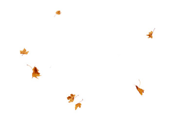 Autumn leaf border. Wave of falling leaves. Leaf fall flying png.  Autumn  leaves. Leaves in the wind. golden orange brown colour of maple tree leaves in autumn