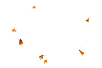 Autumn leaf border. Wave of falling leaves. Leaf fall flying png.  Autumn  leaves. Leaves in the wind. golden orange brown colour of maple tree leaves in autumn