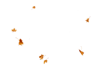  Autumn leaf border. Wave of falling leaves. Leaf fall flying png.  Autumn  leaves. Leaves in the wind. golden orange brown colour of maple tree leaves in autumn © Daria