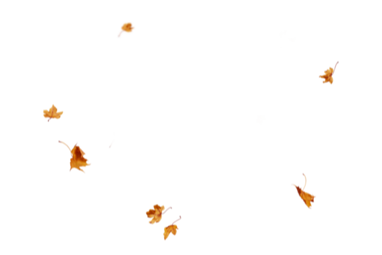 Autumn leaf border. Wave of falling leaves. Leaf fall flying png.  Autumn  leaves. Leaves in the wind. golden orange brown colour of maple tree leaves in autumn