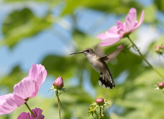 Ruby Throated Hummingbird and Pink Flowers