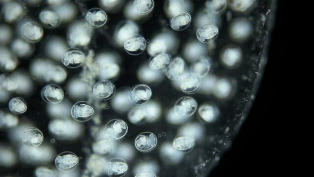 Larvae veliger Mollusca in a clutch of eggs under microscope, class Gastropoda. White sea