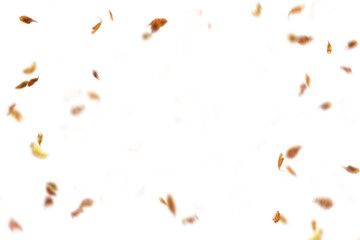 Autumn leaf border. Wave of falling leaves. Leaf fall flying png.  Autumn  leaves. Leaves in the wind. golden orange brown colour of maple tree leaves in autumn