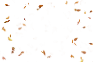 Autumn leaf border. Wave of falling leaves. Leaf fall flying png.  Autumn  leaves. Leaves in the wind. golden orange brown colour of maple tree leaves in autumn