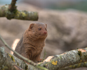 Common dwarf mongoose 