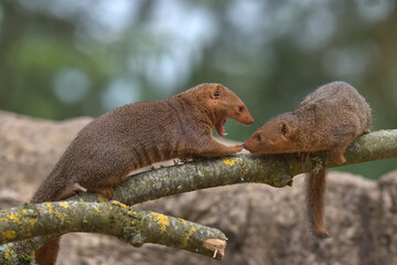 Common dwarf mongoose 