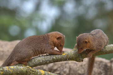 Common dwarf mongoose 