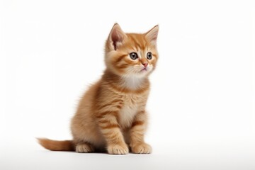 a cat standing isolated in a white background