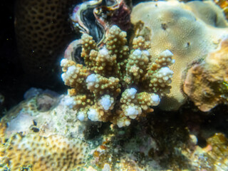 Extraordinarily beautiful corals in the coral reef of the Red Sea