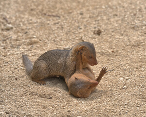 Common dwarf mongoose 