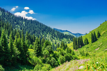 Beautiful mountain landscape in summer - 643997248
