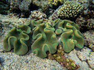 Extraordinarily beautiful corals in the coral reef of the Red Sea