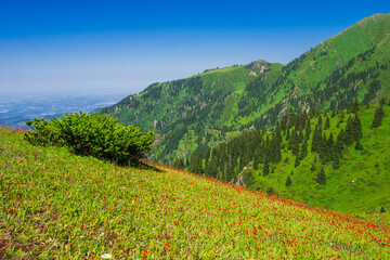 Beautiful mountain landscape with meadows of red flowers - 643997270