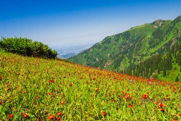Beautiful mountain landscape with meadows of red flowers - 643997284