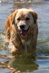 Hund freut sich auf schwimmen im Meer