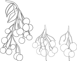 Longan vector hand drawing set tropical fruit illustration. Line dimocarpus longan fruit, summer fruit.