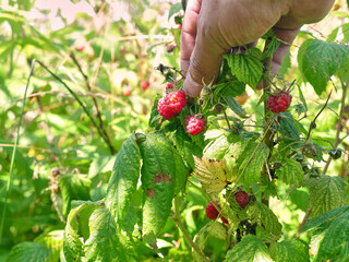 A farmer inspects a crop of ripening raspberries. Gardening. Growing raspberries.