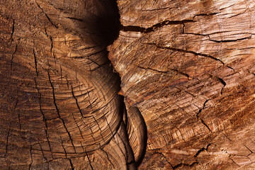 Old tree texture