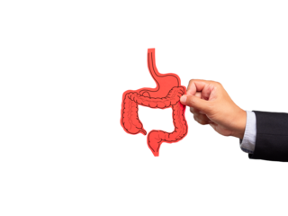 Hand holding an intestine symbol while standing on a transparent background.