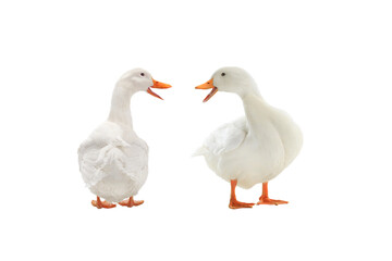 two duck white isolated on white background