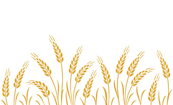 seamless background with wheat, oat, rye stalks