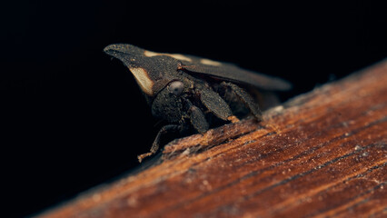 Details of a black enchenopa walking through a wood.
