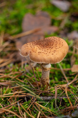 Beautiful boletus mushrooms in the autumn forest, close-up, autumn, fall