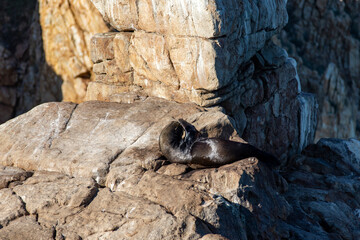 A seal and sea lion on the pelican rock of the famous Sea of Cortez off the coast of Cape St. Luke in Mexico.