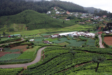 vineyards in the valley