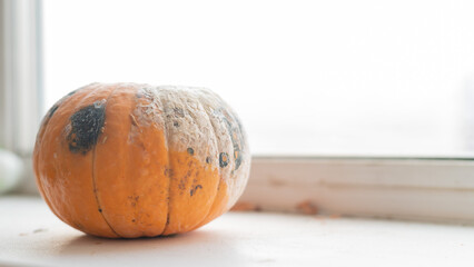 Close-up of a spoiled pumpkin in mold on a windowsill