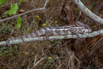 Warts chameleon © Raphael