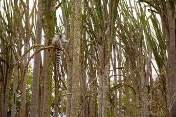 Ring tailed lemur in the forest © Raphael