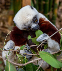 Coquerel's sifaka