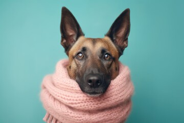 Obraz premium Medium shot portrait photography of a smiling belgian malinois dog hiding wearing a warm scarf against a pastel teal background. With generative AI technology