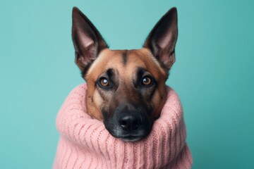 Obraz premium Medium shot portrait photography of a smiling belgian malinois dog hiding wearing a warm scarf against a pastel teal background. With generative AI technology