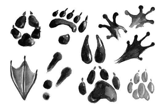 A set of tracks of wild and domestic animals. Black and white footprint prints of llama and goose, fox and dog, panda and frog.hand drawn watercolor image on white background for your design