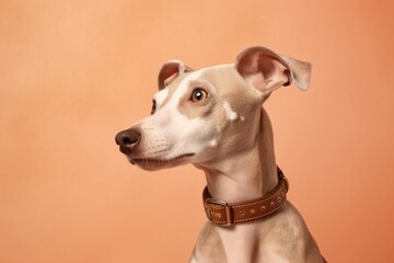 Photography in the style of pensive portraiture of a cute italian greyhound dog fetching ball wearing a harness against a pastel brown background. With generative AI technology