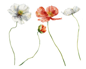 Watercolor meadow flowers set of red and white poppies. Hand painted floral illustration isolated on white background. For design, print, fabric or background.