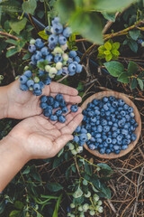 Blueberry picking, hands and juicy berry top view