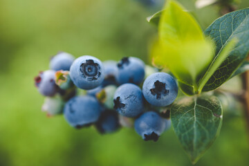 Forest blueberry. Background of fresh ripe blueberries. Delicious wild berries. Berries for tea. Healthy Eating. Green leaf