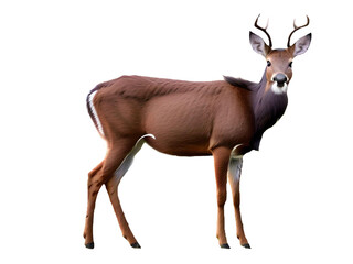Roe deer male with horns, isolated on white,